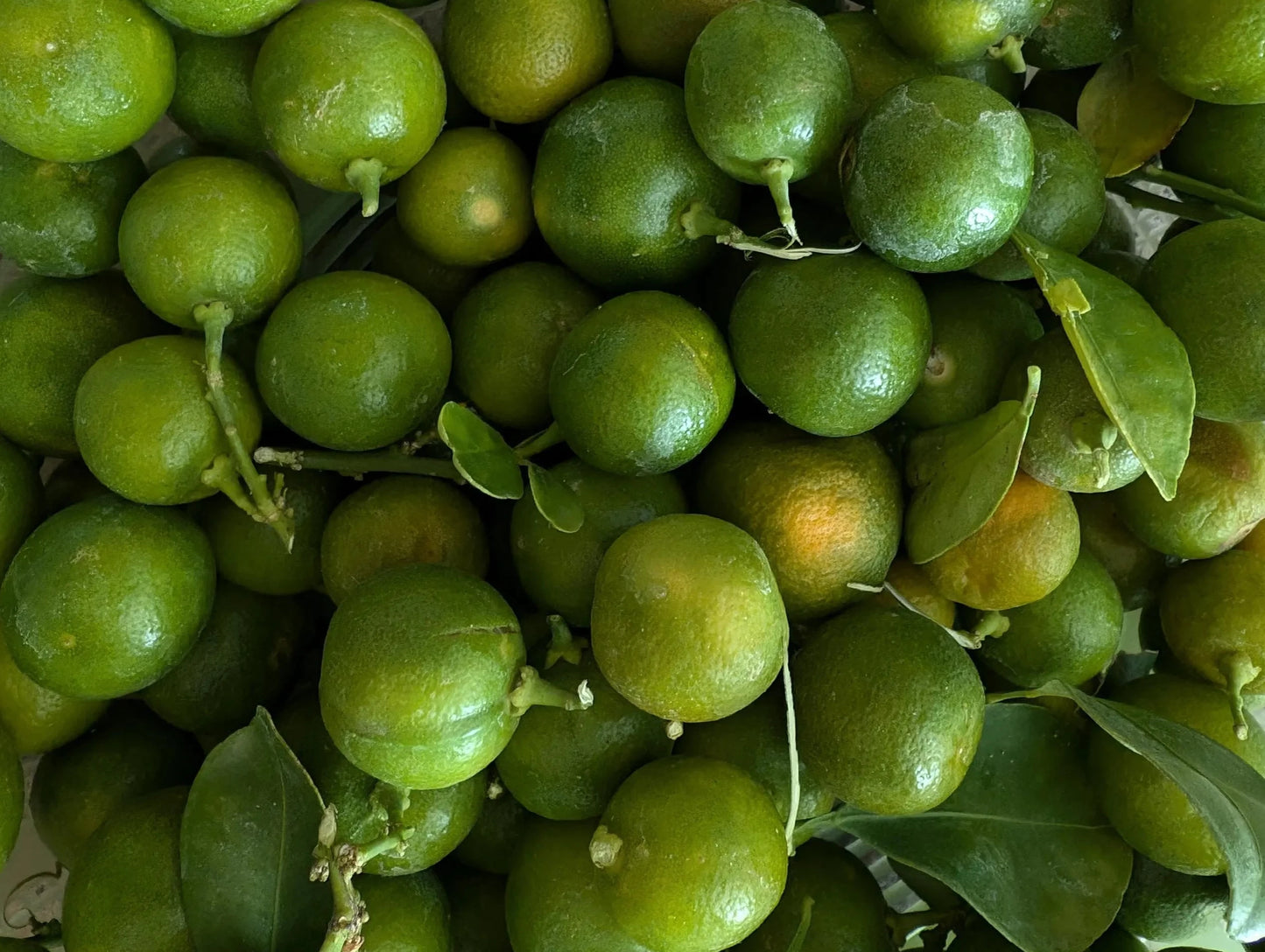 kumquat fruit 1