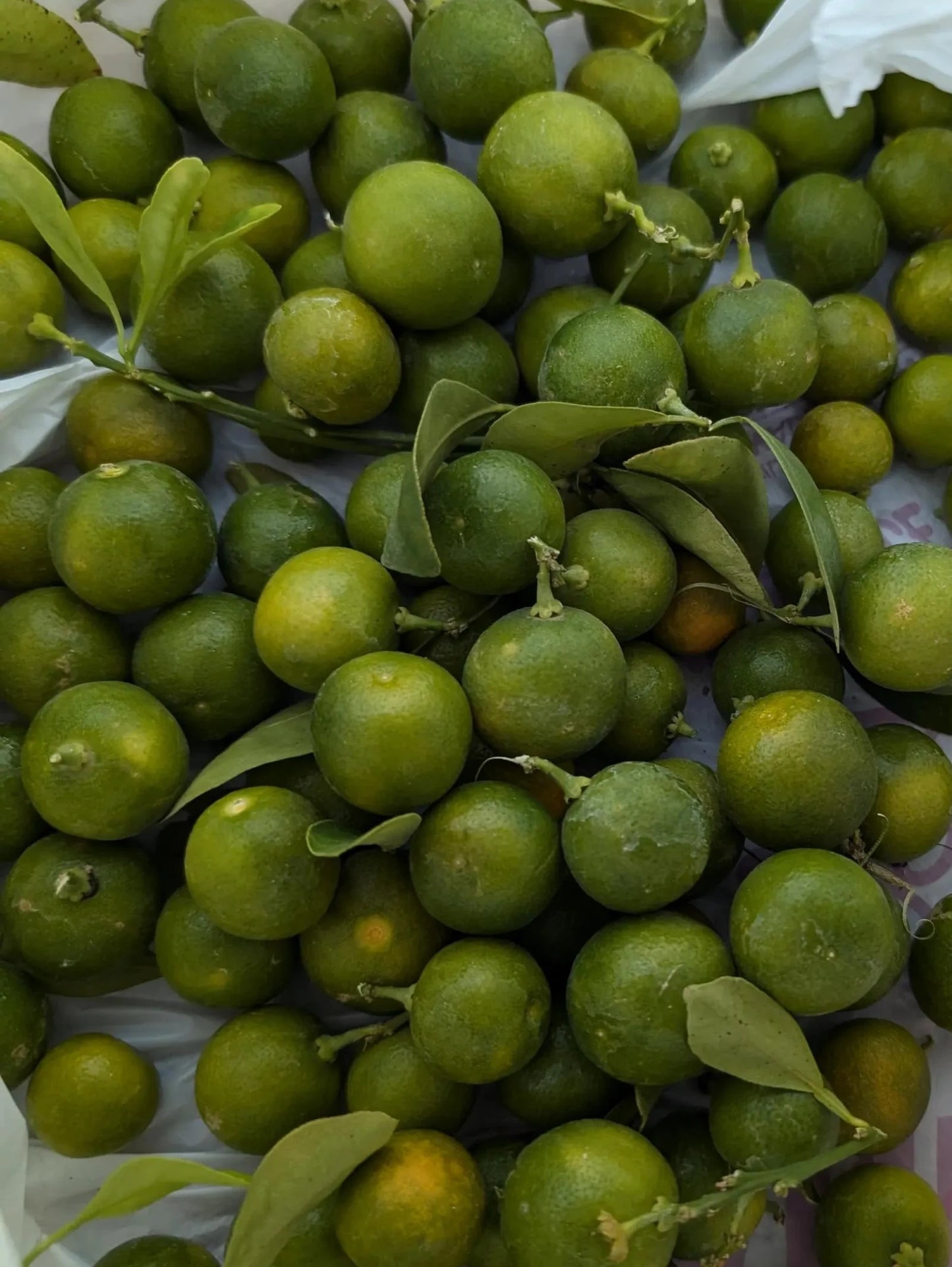 kumquat fruit 2