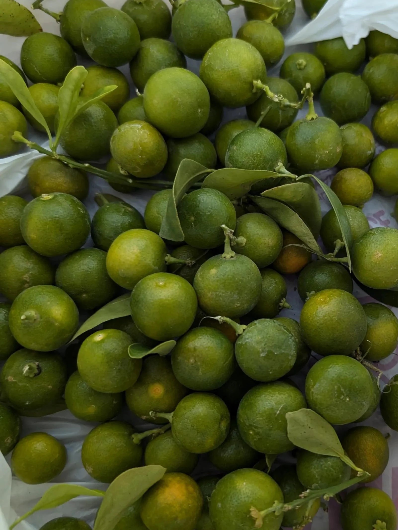 kumquat fruit 2