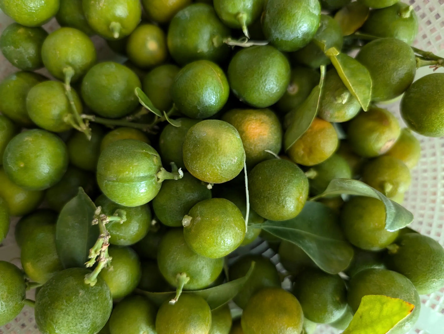 kumquat fruit 3