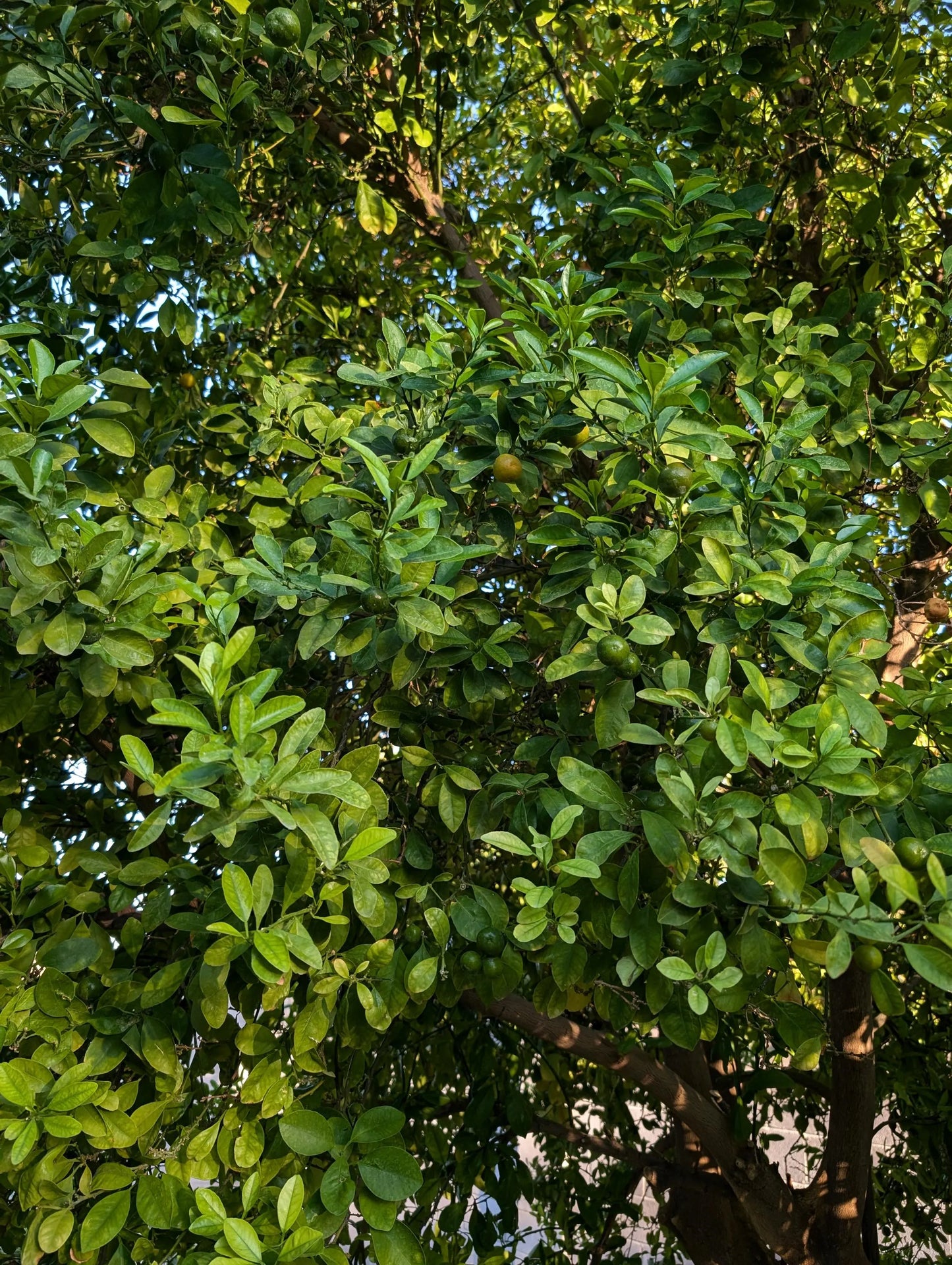 kumquat fruit 4