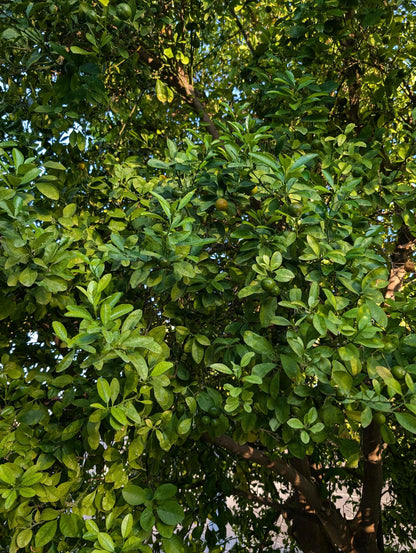 kumquat fruit 4